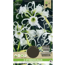 Verpackung mit zwei Hymenocallis Ismene Festalis Blumenzwiebeln