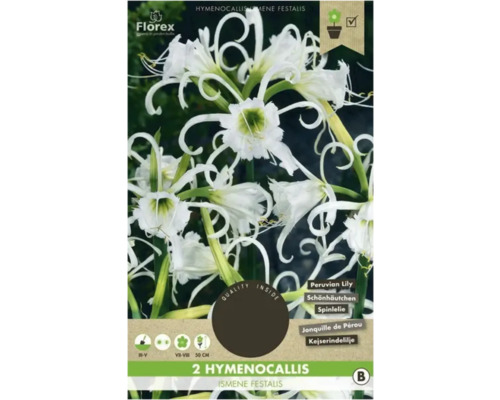 Blumenzwiebel Hymenocallis Florex 2 Stück