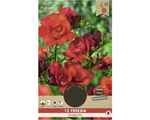 Blumenzwiebel Freesie Florex 'Gefüllte Rot' 15 Stück