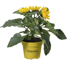 Sonnenblume im Topf