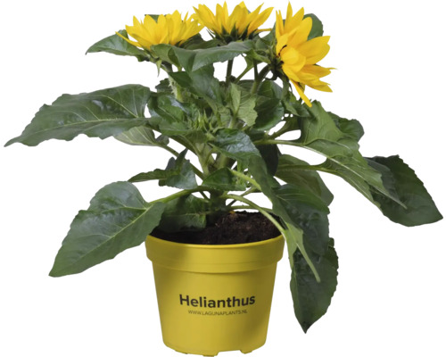 Sonnenblume im Topf