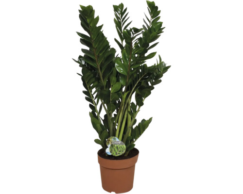 Zamioculcas Zimmerpflanze im Topf