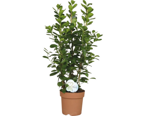 Ficus Zimmerpflanze im Topf