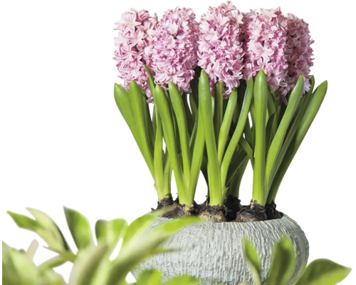 Hyazinthen in einem Topf