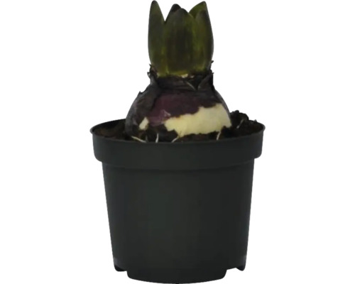 Hyazinthe in einem Topf