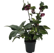 Schneerose, Lenzrose FloraSelf Helleborus orientalis 'Spring Princess' red Ø 17 cm Topf, gefüllte Blüten
