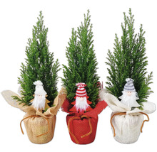 Drei Miniatur-Zypressen mit Weihnachtsdekoration in Jutesäcken