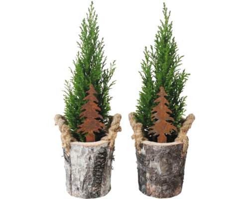 Scheinzypresse Ellwoodii Rinde FloraSelf H 25-35 cm Ø 13 cm Topf Mini Weihnachtsbaum zur Pflanzung geeignet