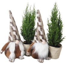 Scheinzypresse Ellwoodii mit Wichtel groß FloraSelf H 20-30 cm Ø 9 cm Topf Mini Weihnachtsbaum zur Pflanzung geeignet