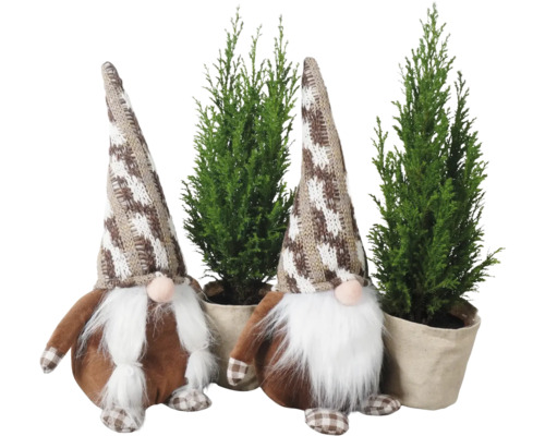 Scheinzypresse Ellwoodii mit Wichtel groß FloraSelf H 20-30 cm Ø 9 cm Topf Mini Weihnachtsbaum zur Pflanzung geeignet