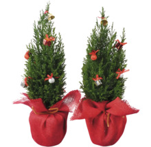 Zwei kleine dekorierte Weihnachtsbäume im Topf