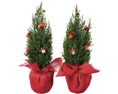 Scheinzypresse Ellwoodii Jute rot FloraSelf H ca. 40 cm Ø 13 cm Topf Mini Weihnachtsbaum zur Pflanzung geeignet