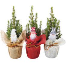 Drei Zimmerzypressen als Weihnachtsdekoration mit Weihnachtsmannfiguren und Dekostoff