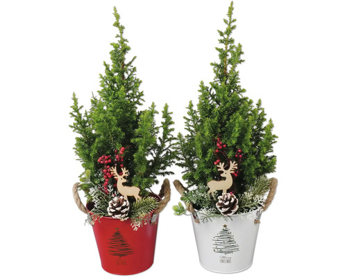 Scheinzypresse, Kegelzypresse 'Top Point' H 30-35 cm Ø 13 cm Zinktopf Mini Weihnachtsbaum zur Pflanzung geeignet