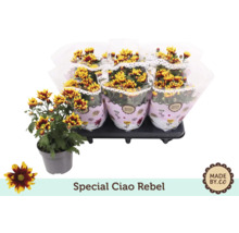 Chrysanthemen Special Ciao Rebel im Topf und als Bundware