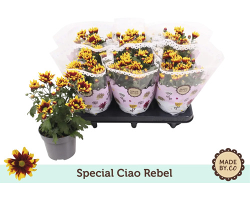 Chrysanthemen Special Ciao Rebel im Topf und als Bundware