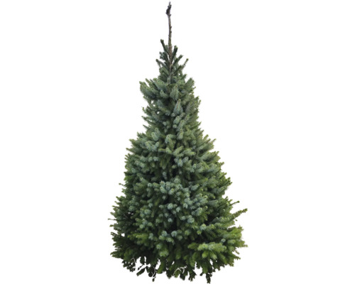 Serbische Fichte 150-175 cm geschlagener Weihnachtsbaum