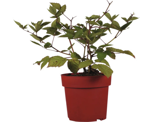 Bio Dornlose Brombeere Hof:Obst Rubus fruticosus 'Triple Crown' H 30-40 cm T 15 cm