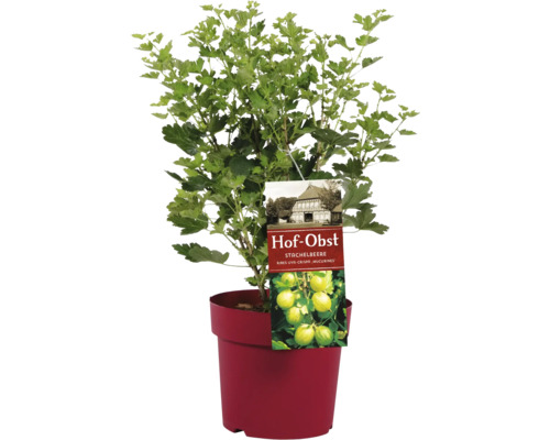 Stachelbeere im Topf