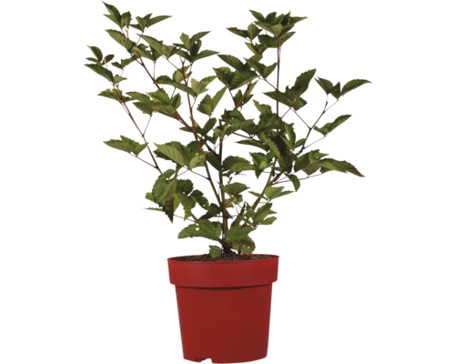 Blutblättrige Blasenspiere im Topf