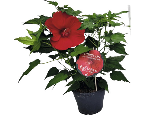 Riesenhibiskus rot FloraSelf Hibiscus moscheutos 'Extreme' H 50-60 cm Co 5 L Hibiskus im Topf mit großer roter Blüte und grünen Blättern