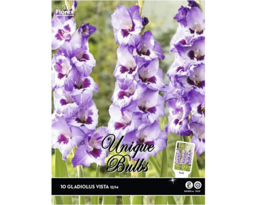 Blumenzwiebel Gladiole Unique Bulbs 'Vista' 10 Stück