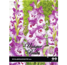 Packung mit 10 Gladiole Elvive Blumenzwiebeln Größe 12/14
