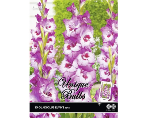 Blumenzwiebel Gladiole Unique Bulbs 'Elvive' 10 Stück