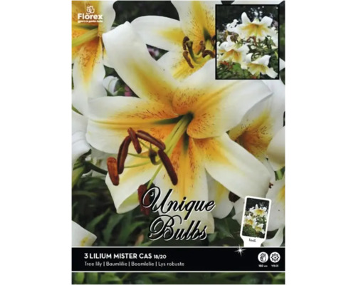 Blumenzwiebel Baumlilie Unique Bulbs 'Mister Cas' 3 Stück