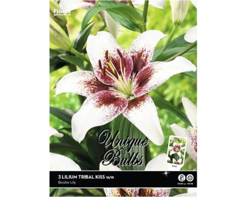 Blumenzwiebel Lilie Unique Bulbs 'Tribal Kiss' 3 Stück