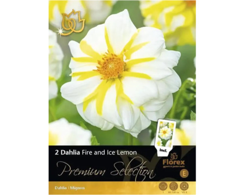 Blumenzwiebel Dahlie Premium Selection 'Fire and Ice' 1 Stück