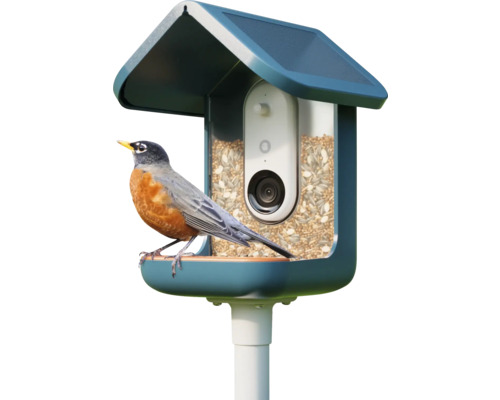 Vogelhaus mit Kamera und einem Rotkehlchen