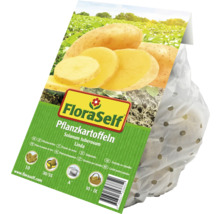 Pflanzkartoffeln Quedlinburger Solanum tuberosum 'Linda' 2,5kg
