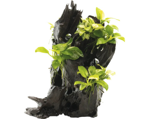 Wurzel mit Speerblatt - Anubias spp. Hills ca. 14 x 8 x 24 cm