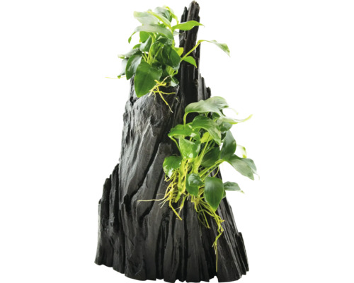 Aquariumdekoration mit Anubias auf Holzwurzel
