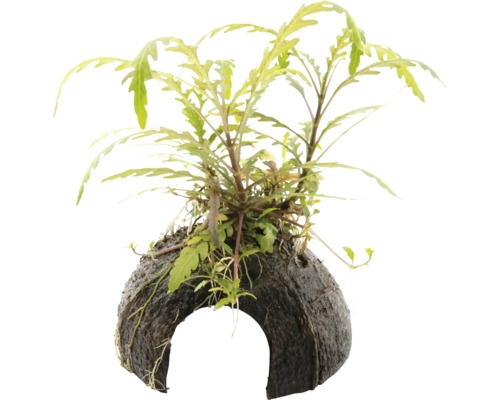 Fiederspaltiger Wasserfreund - Hygrophila pinnatifida Mini Cave ca. 10 x 10 x 16 cm Aquarienpflanze auf Kokosnussschale