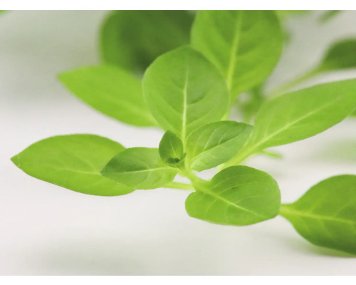 Nahaufnahme von Basilikumblättern