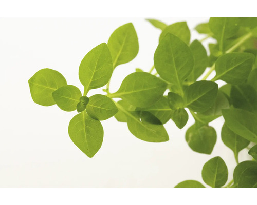 Basilikum Pflanze mit grünen Blättern