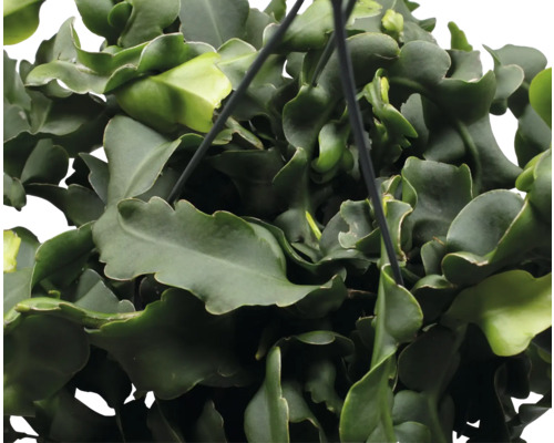 Hängepflanze mit gewellten Blättern in Nahaufnahme