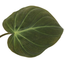 Einzelnes Blatt einer Zimmerpflanze