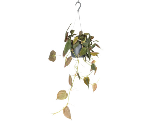 Kletternder Baumfreund Ampel FloraSelf Philodendron Micans Ø 17 cm Ampeltopf Hängepflanze mit grünen Blättern in einem Topf