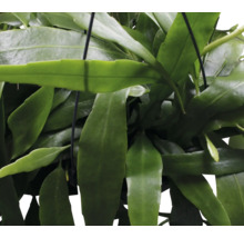 Epiphyllum Blattkakteen Pflanze im Topf