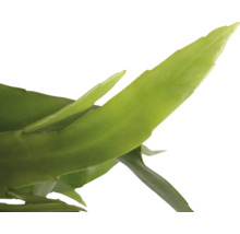 Blatt einer Grünpflanze