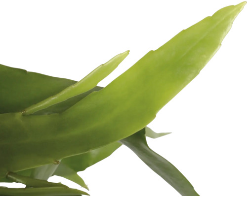 Blatt einer Grünpflanze