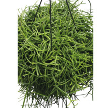 Binsenkaktus, Korallenkaktus Ampel FloraSelf Rhipsalis baccifera Oasis Ø 17 cm Ampeltopf