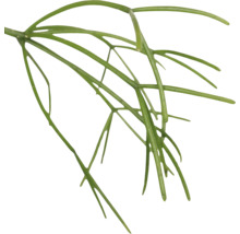 Binsenkaktus, Korallenkaktus Ampel FloraSelf Rhipsalis baccifera Oasis Ø 17 cm Ampeltopf