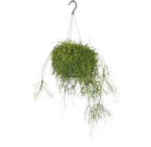 Binsenkaktus, Korallenkaktus Ampel FloraSelf Rhipsalis baccifera Oasis Ø 17 cm Ampeltopf