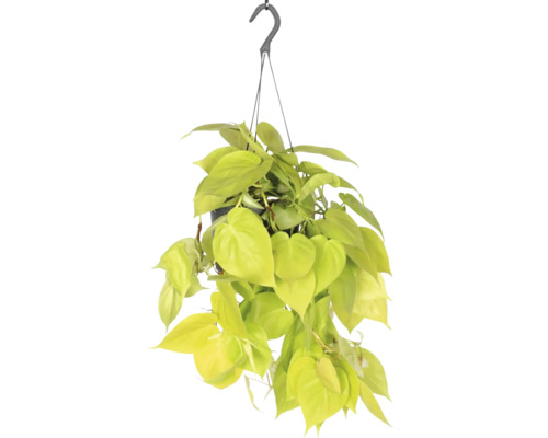 Gelber Kletternder Baumfreund Ampel FloraSelf Philodendron scandens Lemon Lime Ø 17 cm Ampeltopf