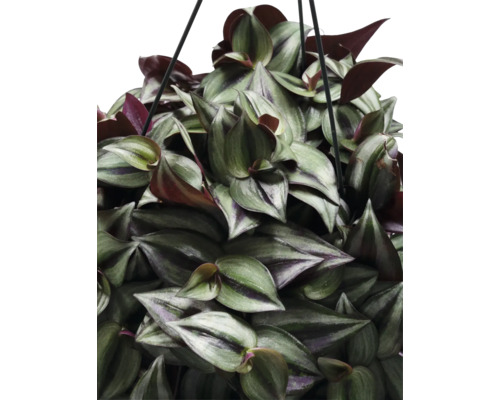 Dreimasterblume Ampel FloraSelf Tradescantia zebrina Violet Hill Ø 17 cm Ampeltopf