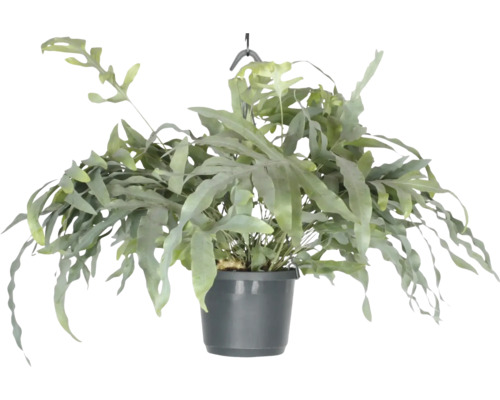 Blauer Tüpfelfarn Ampel FloraSelf Phlebodium aureum 'Blue Star' Ø 17 cm Ampeltopf Hängepflanze in einem Topf